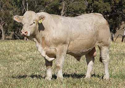Positive EBVs for 400D & 600D Wt; Milk; Carcass Wt and Eye Muscle Area; breed topping 5% for Marbling. A top herd bull not to be overlooked. EBV 0.7 7 8 27 32 0.2 1.6 0.1 0.