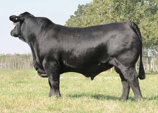 He is also in the top 1% for EMA and top 10% for yearling weight in Brangus Breedplan. His progeny excel for their carcass shape, skin type, calving ease, great temperament and eye appeal.