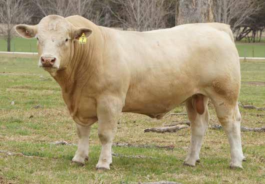 His bulls are thick and powerful with natural performance, but also show that much desired softness. His daughters are really feminine and eye catching.