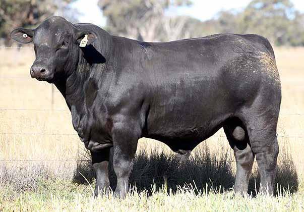 LOTS 111-169 59 Ultrablack Bulls Using Ultrablack Bulls: The Free Lunch We see the Ultrablack genetics working in northern and southern environments to produce steers that will grow fast and maintain