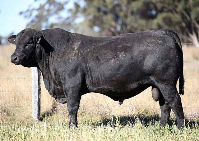 Really long; thick and soft with a moderate frame and ideal sheath design. Dam - 6 progeny in 6 years. A bull that stands with true sire s presence and balance.