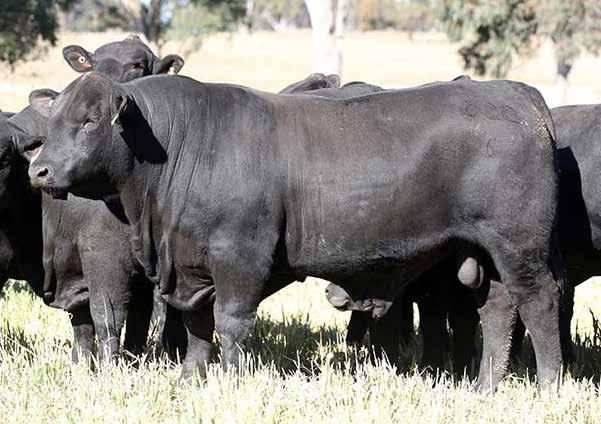 Ultrablack (UB2) Dam - 3 progeny by 4 years of age. This is the first son of our UB sire, Hardy, to sell. He s a big upstanding bull; quiet natured and plenty of thickness.