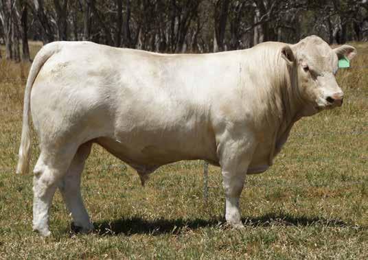 reference sire: PALGROVE heritage (P) A powerful beef bull with exceptional carcase EBVs.