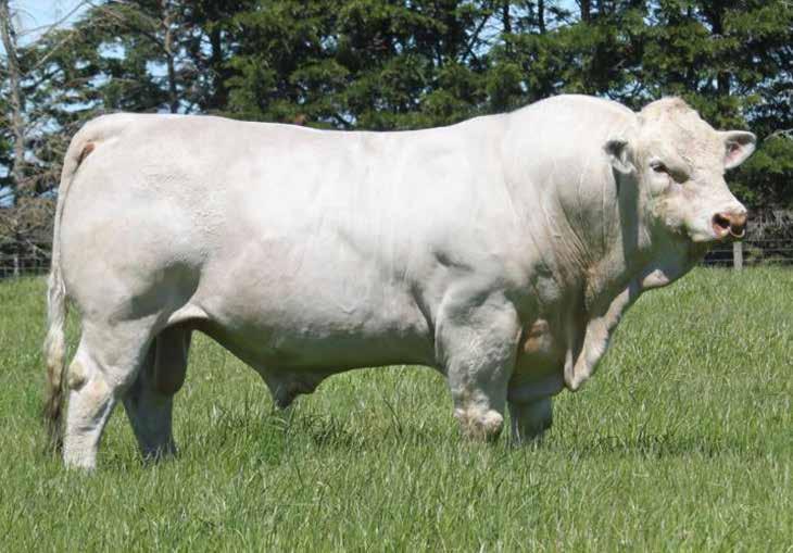 Fat Cover and IMF%. His sons topped our Scone Sale this year at $24,000 11 sons sell in this sale. Note Lot 8 - he s a standout!