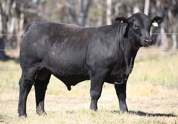 Palgrove will retain a semen share in this young bull. Sired by the prepotent Texas Star and out of our most prolific donor dam.