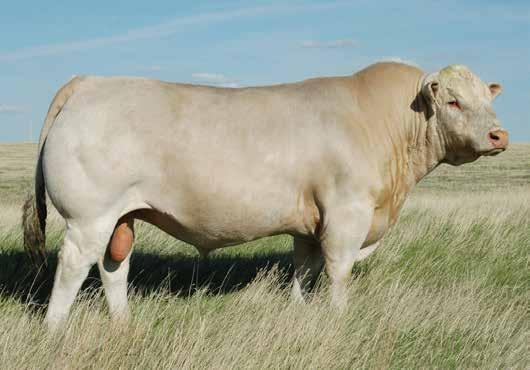 reference sire: lt ledger 0332 (P) Homozygous polled and the record selling $105,000 bull from the famed LT herd in the USA. Breed Trait Leader for low Birth Weight and Scrotal.