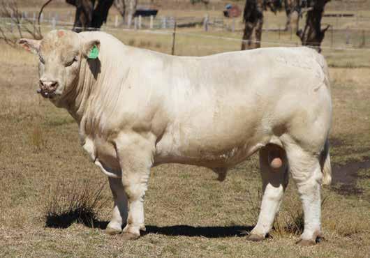 5 sons sell in this sale. reference sire: PALGROVE hombre H326 (P) A homozygous polled sire that combines two of our best polled breeding bulls - D55 (P) and Calibre (P) in his pedigree.