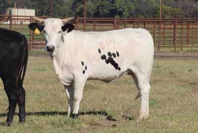 producers. Her dam, A68, is sired by Best Shot which was one of the most consistent sires of buckers we have ever bred to. - Her dam, 25-111, is one of the greatest females we ever owned.