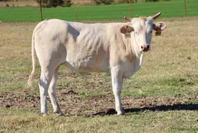 -Selling open. - What an exciting pedigree! - Sired by Margy Time! - Her dam is sired by Stone Sober. Study deep in these pedigrees that s where you will find the good stuff. She s got it all.