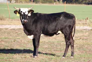 so we figured out early he was a producer. - Her dam is also sired by High Tensile out of a maternal sister to PBR BBOY Sweet Pro s Long John. 29 133X HIGH TENSILE PAGE 77/B PAGE 07/D01.20.