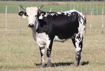 # 10199171 PAGE U28 (STRAIGHT JACKET X 255-152 (MOSSY OAK MUDSLINGER) PAGE 777T (194 SMOOTH MOVE X PAGE 13-160 (ROUGHWATER) 13 - Estimated Calving March 5, 2018 - High Tensile was no accident!