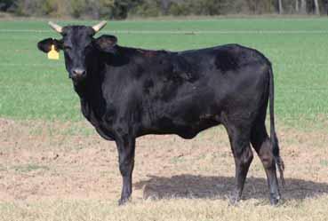 # 10199171 06 HIGH WIRE (CROSSFIRE HURRICANE X 10-120 (SHORTY) PAGE 1Z (133X HIGH TENSILE X 0157X(HUSTLIN) 15 - Estimated Calving May 23, 2018 abd 521C Royal Reel.