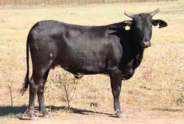 - Her dam is a Surefire daughter out of a proven producing Western Wishes daughter. 20 50 PAGE 17/D03.06.16 // ABBI Reg.
