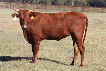 # 10199296 36 BACKLASH (BROKE BACK V X 36-109) 53 SUREFIRE 20U SHEPHERD HILLS TESTED (SMOOTH MOVE X 502 (HOTEL CALIF X K304) PAGE 87/A PAGE U87 (STRAY KITY X 418) - Estimated Calving March 5, 2018 -
