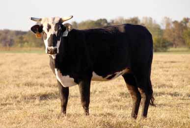 daughter. By lining up Surefire you line up 201-170, which is an awesome producing female. - The great cows make the buckers and this one is lined up! 60 PAGE 86/D02.03.16 // ABBI Reg.