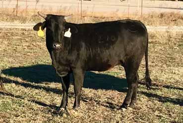 V) PAGE 9107W PAGE S86 (24 STRETCH X 21-183 (COPPERHEAD) - Estimated Calving March 5, 2018-6A Test Fire was a special one and his first calves are impressive.
