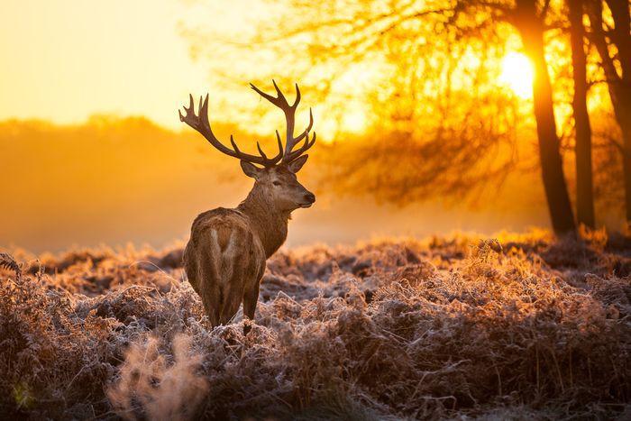 10 Items You Should Have in Your Deer Hunting Pack Deer hunting can be fun or a nightmare at some point depending on what you have carried in your hunting pack.