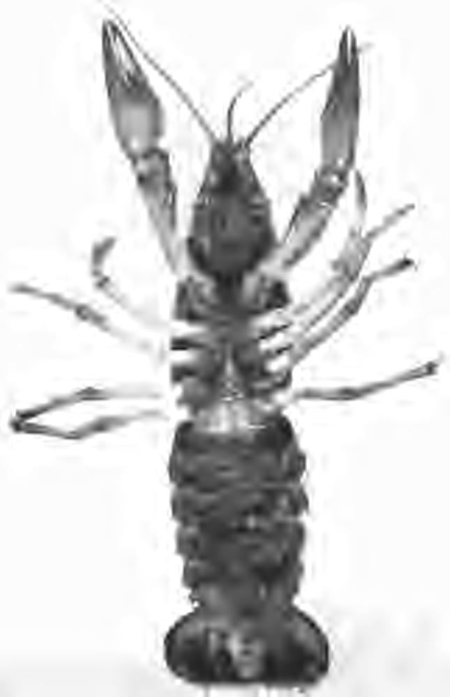 Figure 12. The eggs, laid in late October, are carried attached to the abdomen. Species to Raise A recent study of crayfish disclosed that at least eight species inhabit New York's waters.