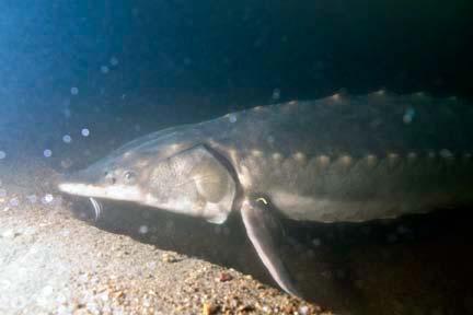 Threats Historically: overharvest led to wide-spread declines in Atlantic sturgeon abundance A large U.S.