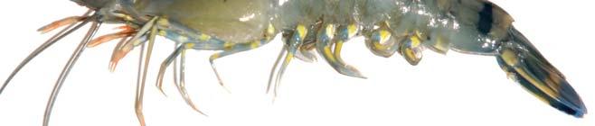 Training Course on Shrimp Farming (with