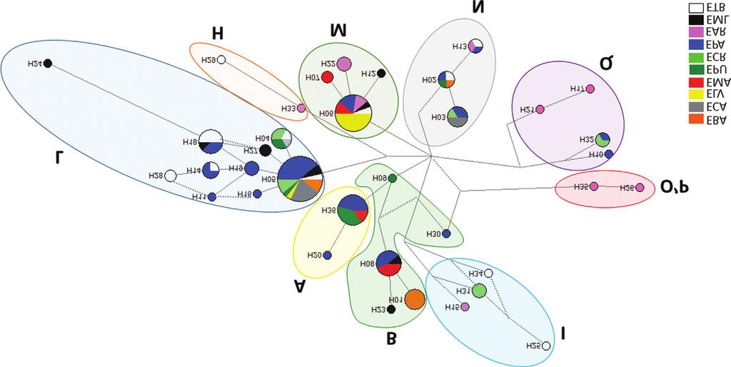 608 D-Loop haplotypes in horse breeds Figure 2 - Median-joining network analysis of 36 haplotypes from 141 Brazilian horse mitochondrial DNA.