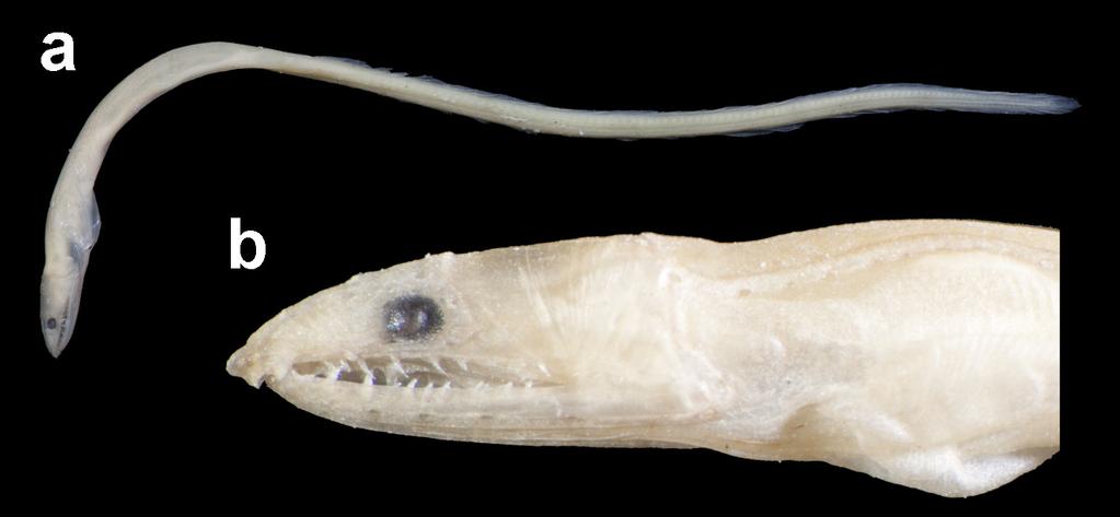 FIGURE 6. Lateral view of the body (a) and head (b) of the unidentifiable juvenile specimen, KPM-NI 23506, 51.4 mm TL. Comparative materials. Unidentifiable juvenile specimen: KPM-NI 23506, 51.