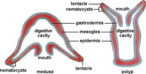 Entrance and exit to gut cavity through the
