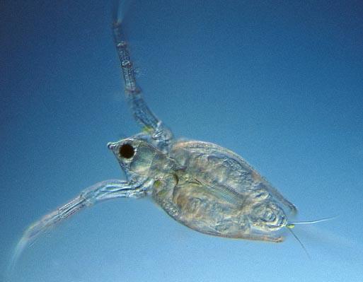 Nutrition - Hydra feed on small aquatic animals, e.g. Cyclops and Daphnia (the water flea).