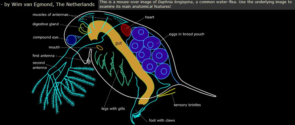 Water flea anatomy reveal true image: http://microscopy-uk.org.