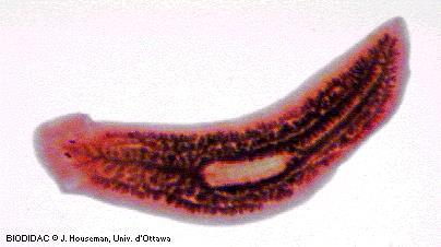 The phylum Platyhelminthes contains the turbalaria, an example is the