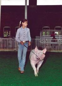 Figure 4. Naturally move your hog around the ring with its head up. Finding open areas will help get your pig noticed.