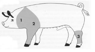 Touch the animal from the fore rib forward (shoulder and jowl area) to turn.