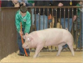 Figure 7. Use your driving tool along with your hands to help get your pig out of the ring corner.