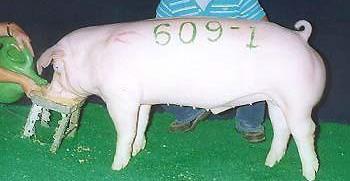 Common Pig Breeds Picture