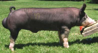 and Family Duroc Picture