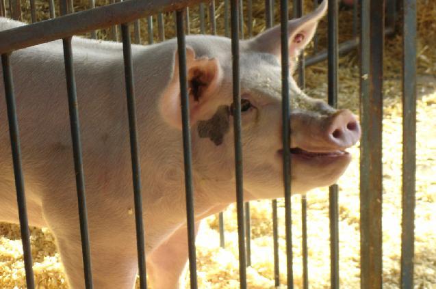 Squealing Pigs Pigs that make noise do not do well in showmanship.