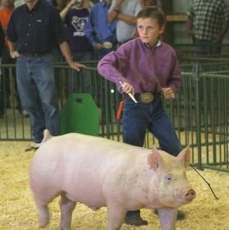 Switching Hands Some judges like the exhibitor to switch hands depending on which side of the pig they are on.