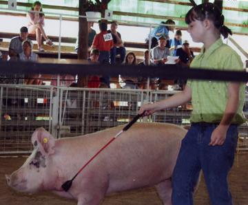 Switching Pigs A judge may have you show some other exhibitors pig.
