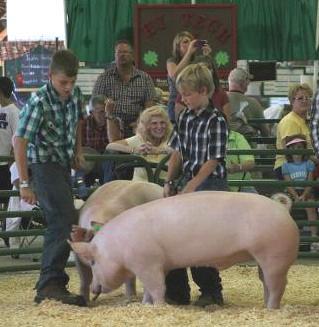 Non Movers Pigs that do not move are frustrating to the showman.