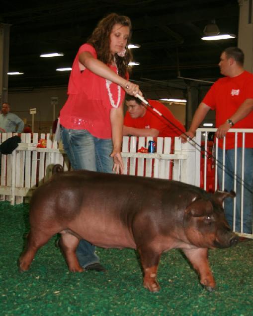 Showing Underlines The exhibitor should show both sides of the gilts underline.