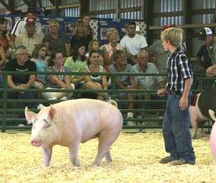 Don t Look To The Crowd If your pig is going in one direction and you are looking in another