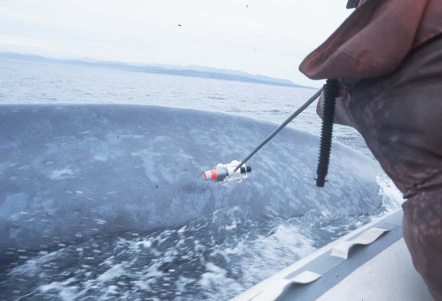 (CRITTERCAM); probe attachment method from a rigid hulled inflatable; (Calambokidis J., 2003).