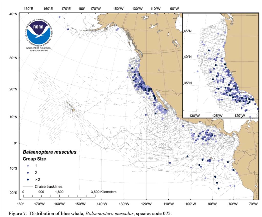 isolated groups in nutrient rich waters off of Costa Rica. It is likely that the waters near Costa Rica host a small group of blue whale residents year-round.