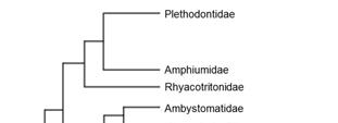 Caudate Phylogeny More Derived Less Derived