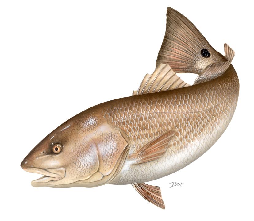 2012 REVIEW OF THE ATLANTIC STATES MARINE FISHERIES COMMISSION FISHERY MANAGEMENT PLAN FOR RED DRUM (Sciaenops ocellatus) 2011 FISHING YEAR The Red Drum Plan Review Team Mike Denson, South Carolina
