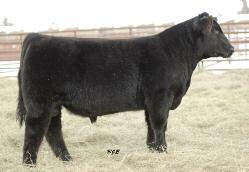 - GVC Big Picture Reference Sires - GVC NAVIGATOR X11 AMAA BULL 412740 75.