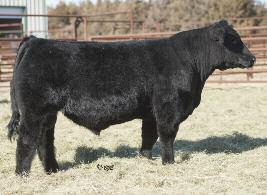 Lot 3C GVC GOVERNOR Z73 AMAA BULL 432169 75.