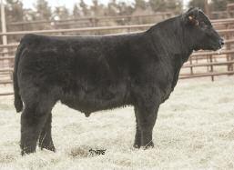 Lot 43 GVC FIRST HAND Z57 AMAA BULL 432141 50.