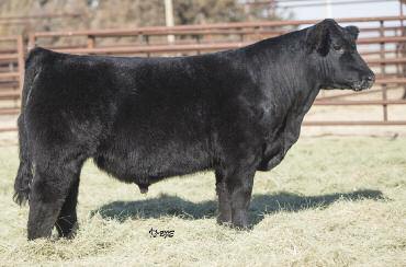 Easy-Calving, High-Performance Maines from the Top! Lot 53 GVC TRAVERSE Z18 AMAA BULL 432069 75.
