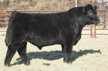 Fall Yearling Maine & Maine Hybrids! Older Bulls Ready for Heavier Use! Lot 56 GVC SUH Y110 AMAA BULL 431979 50.